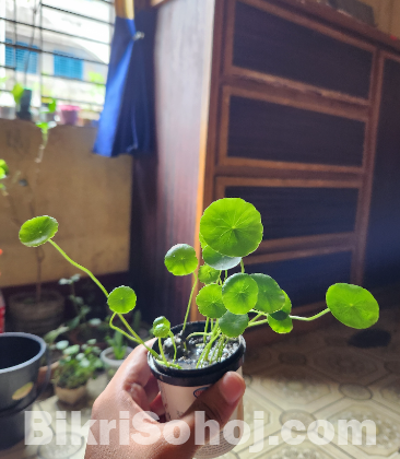 Coin Plant with pot & media